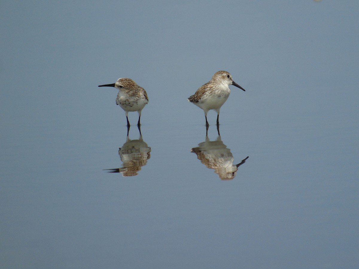 Western Sandpiper - ML340665351