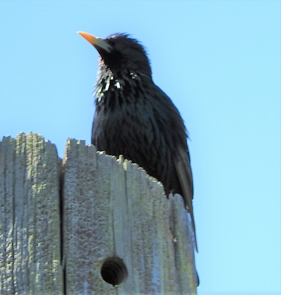 European Starling - ML340665861