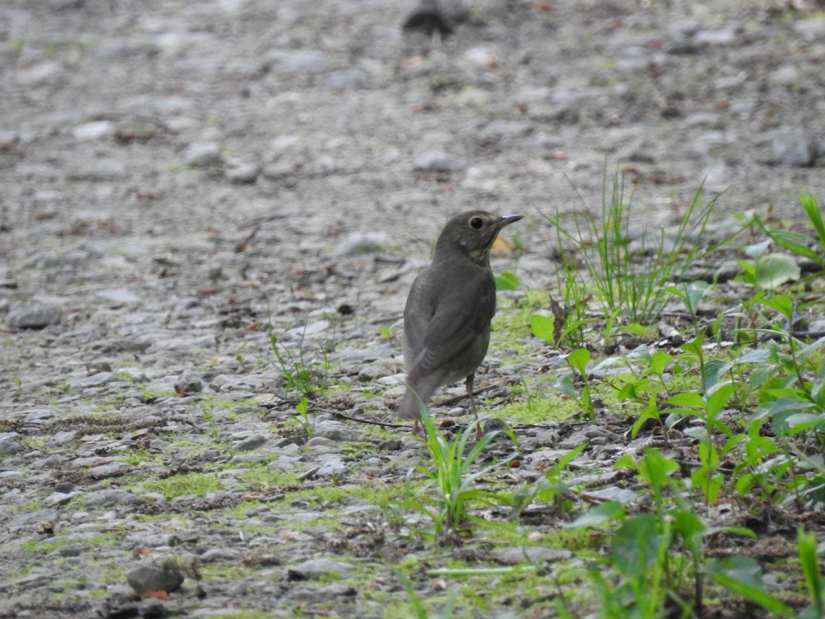 Swainson's Thrush - ML340666821