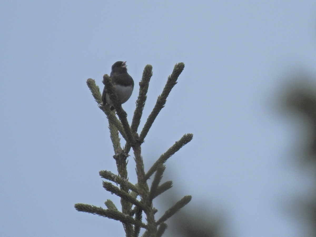 Dark-eyed Junco - Laura Burke