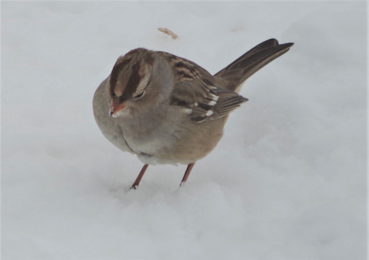 White-crowned Sparrow - ML340669141