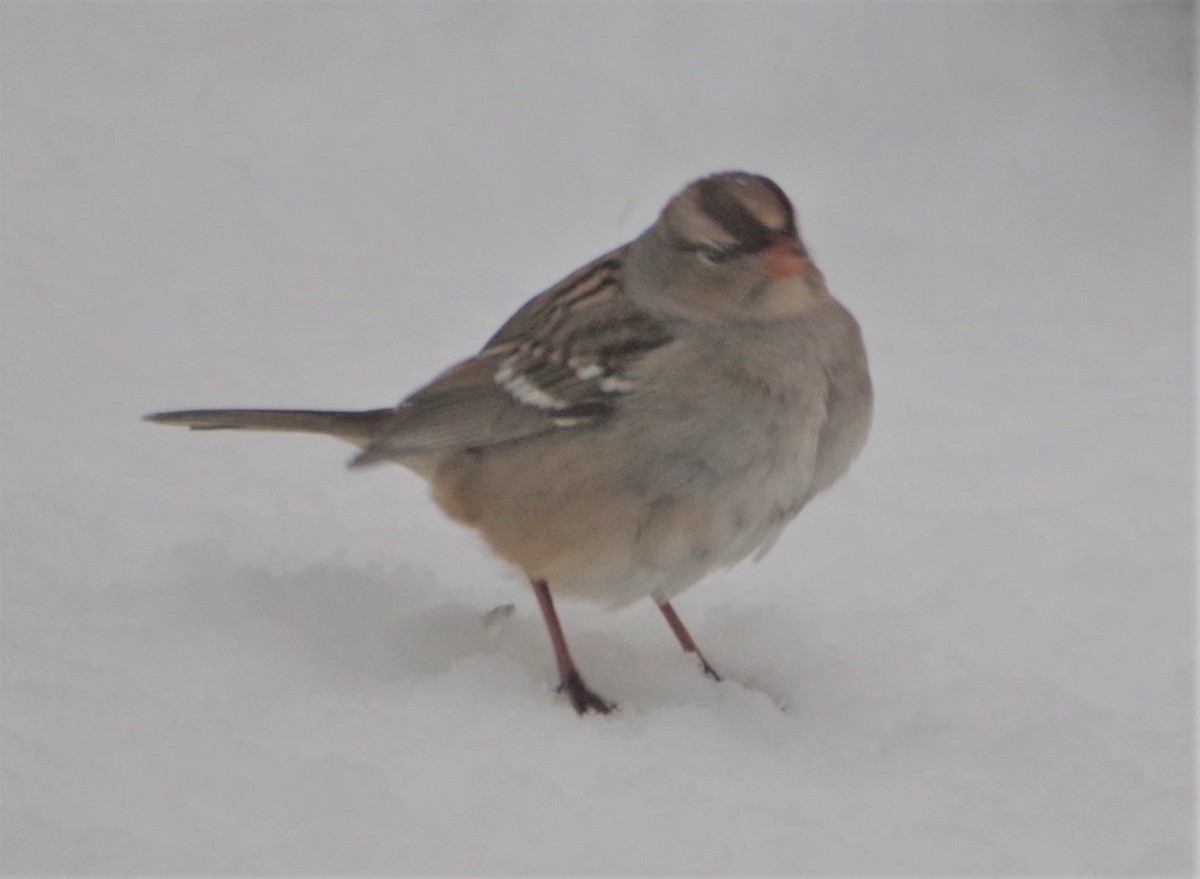 White-crowned Sparrow - ML340669291