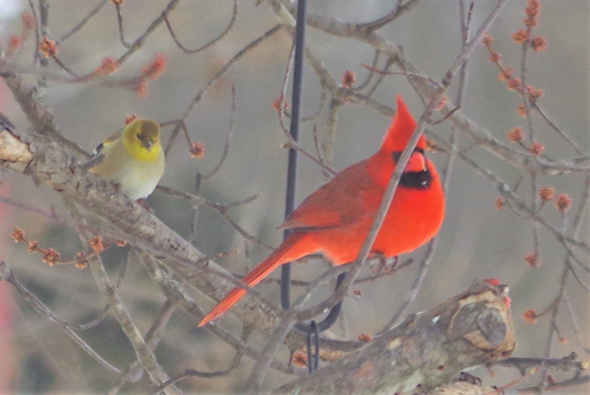 Cardinal rouge - ML340669561