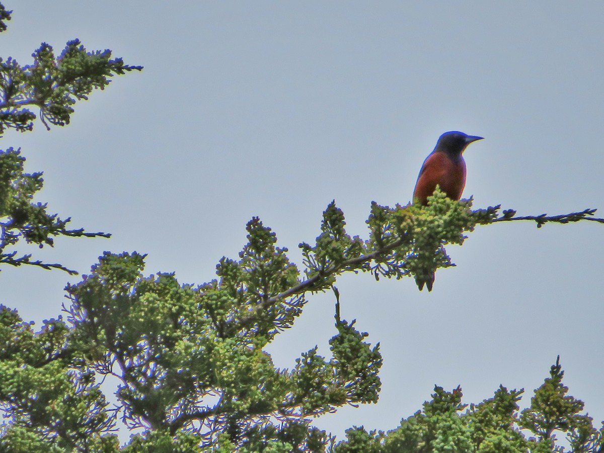 Orchard Oriole - ML340670241