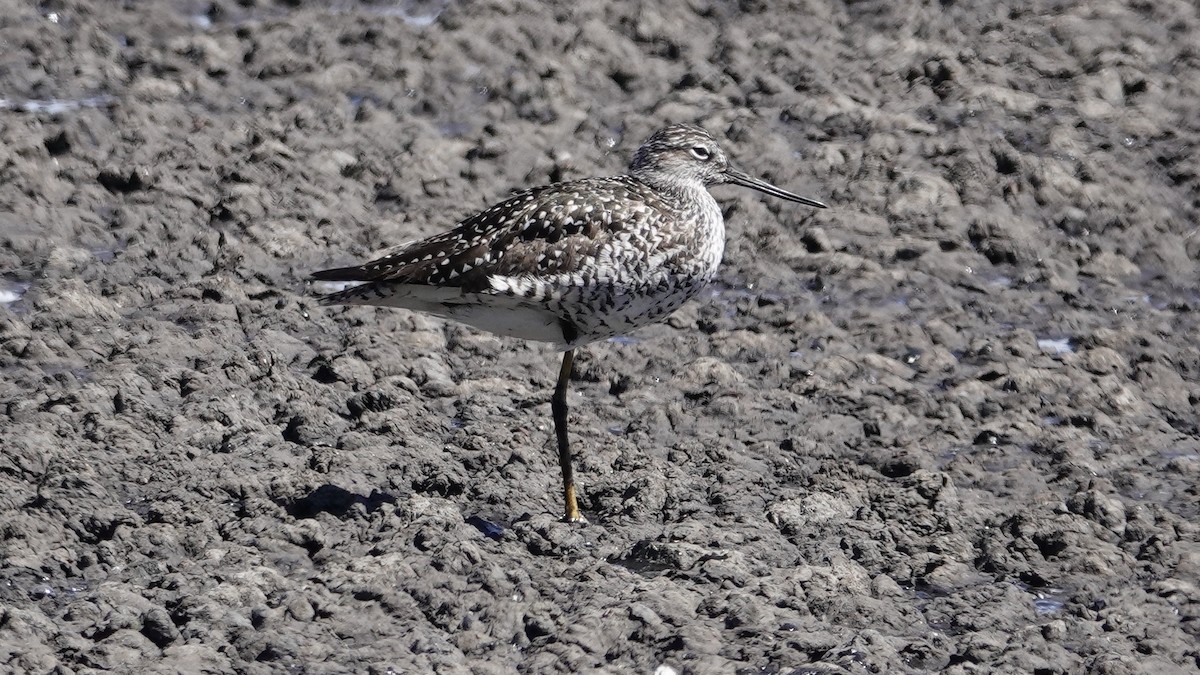 Greater Yellowlegs - ML340670471