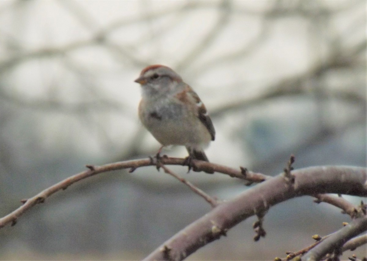 new world sparrow sp. - Cynthia Carsey