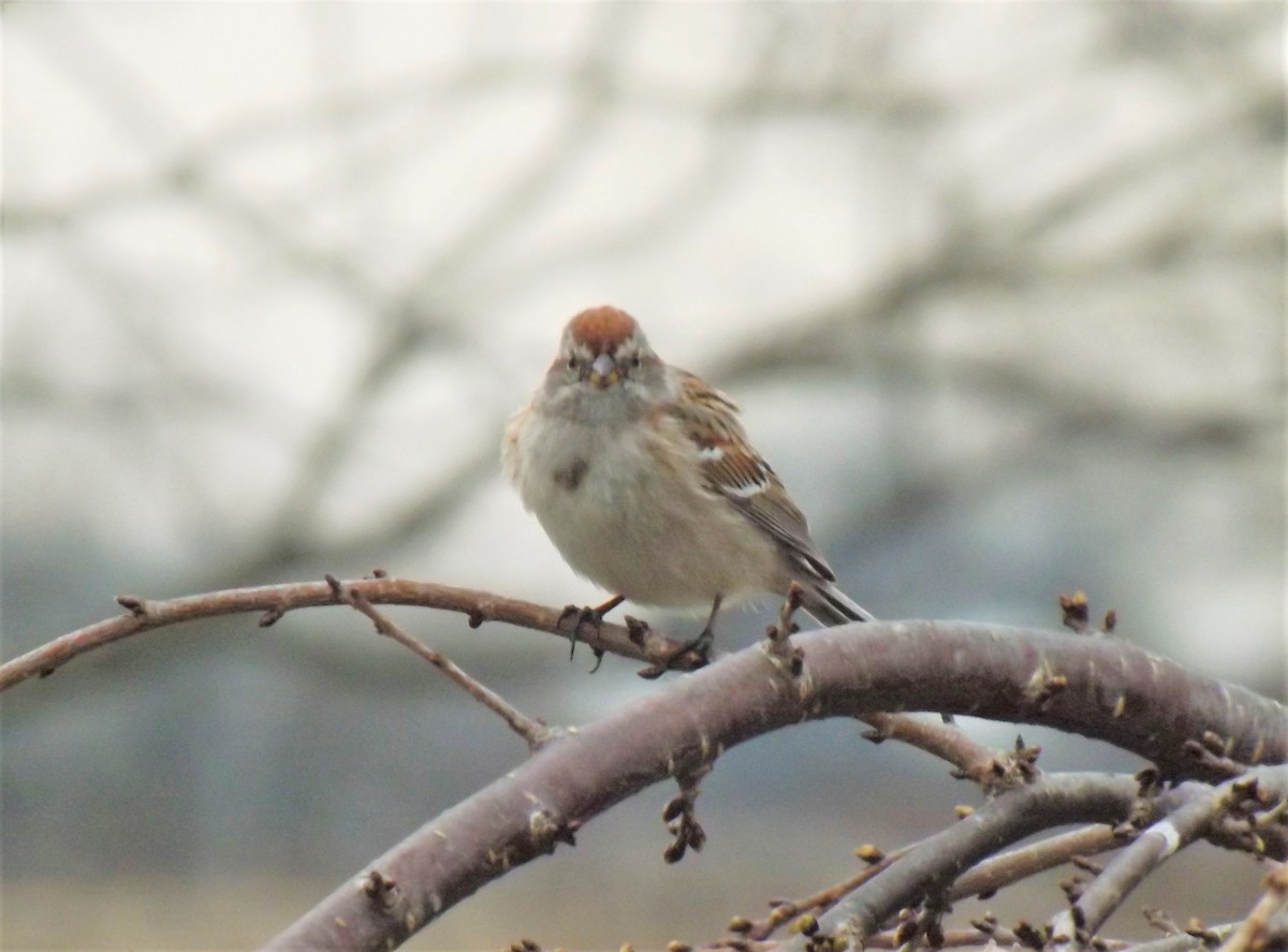 new world sparrow sp. - Cynthia Carsey