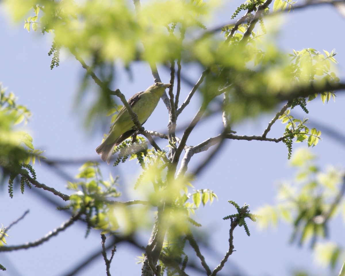 Scarlet Tanager - ML340671141