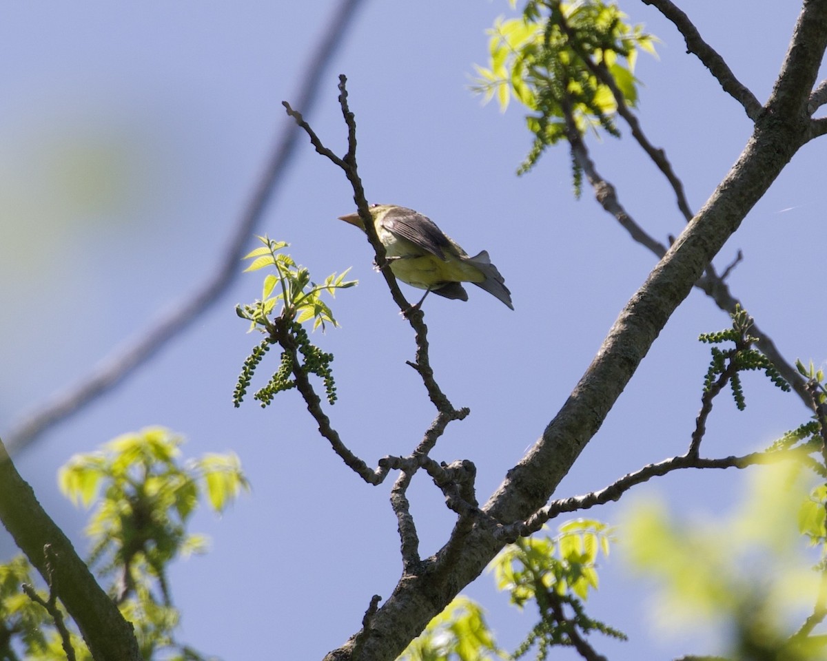 Scarlet Tanager - ML340671151