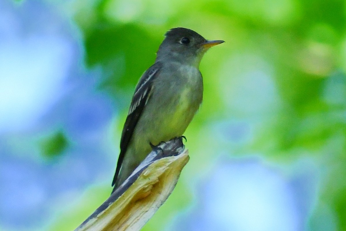 Eastern Wood-Pewee - ML340674171