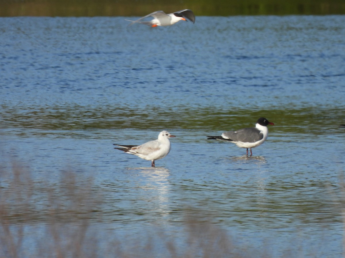 Gaviota Reidora - ML340674251