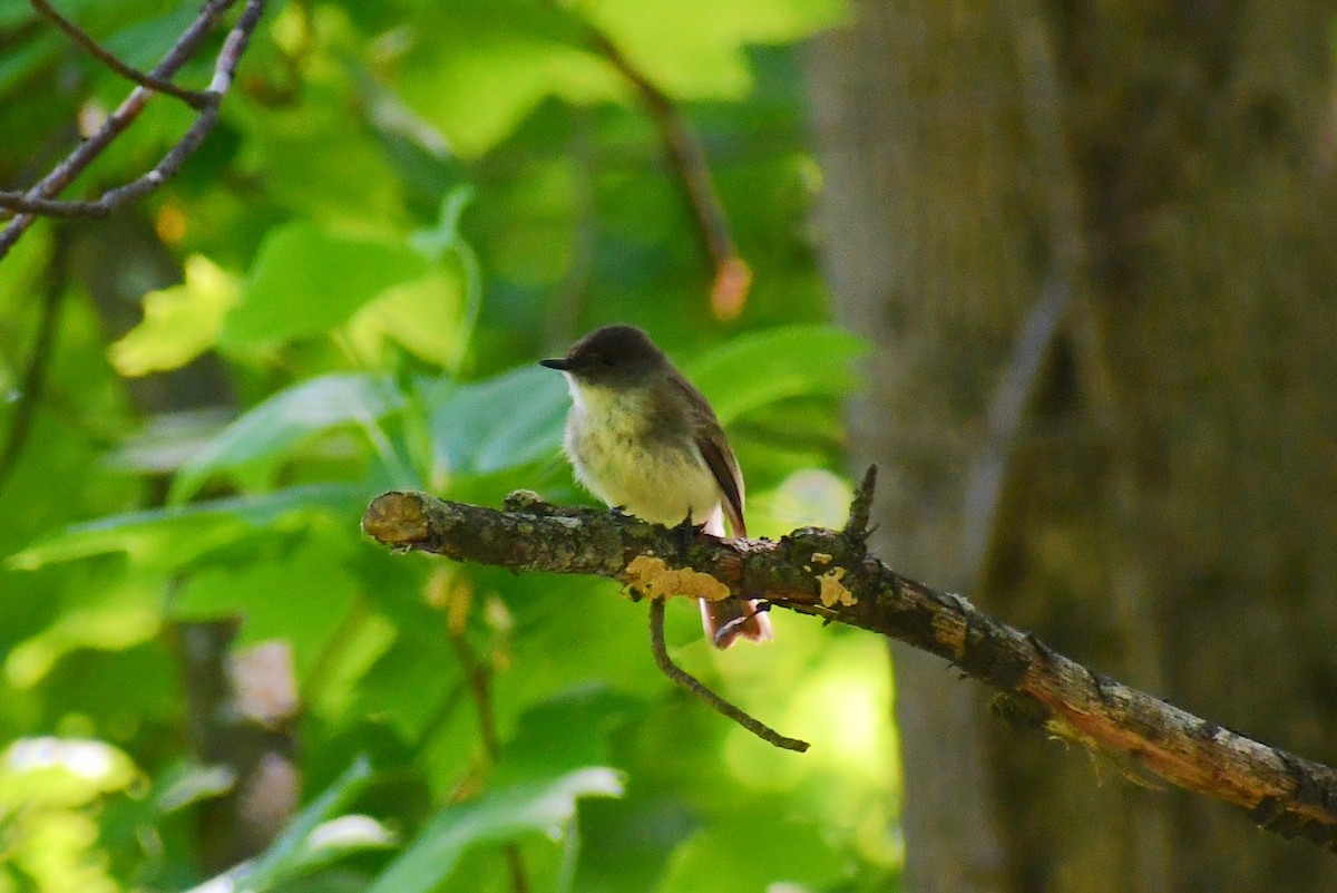 Eastern Phoebe - ML340674261