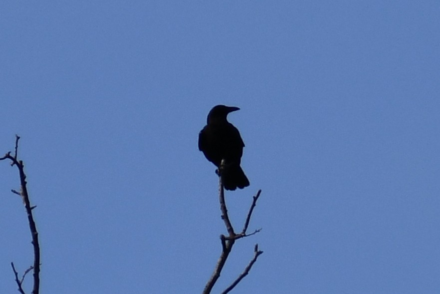 American Crow - ML340674331