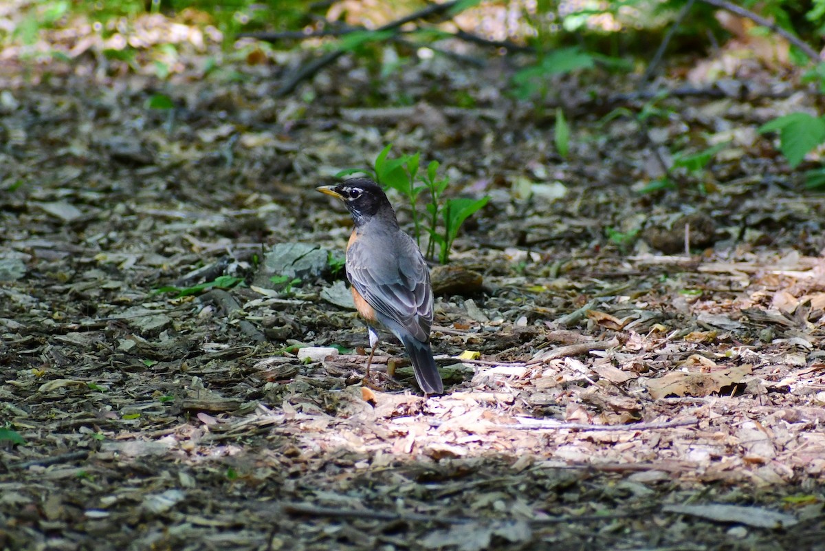 American Robin - ML340674461
