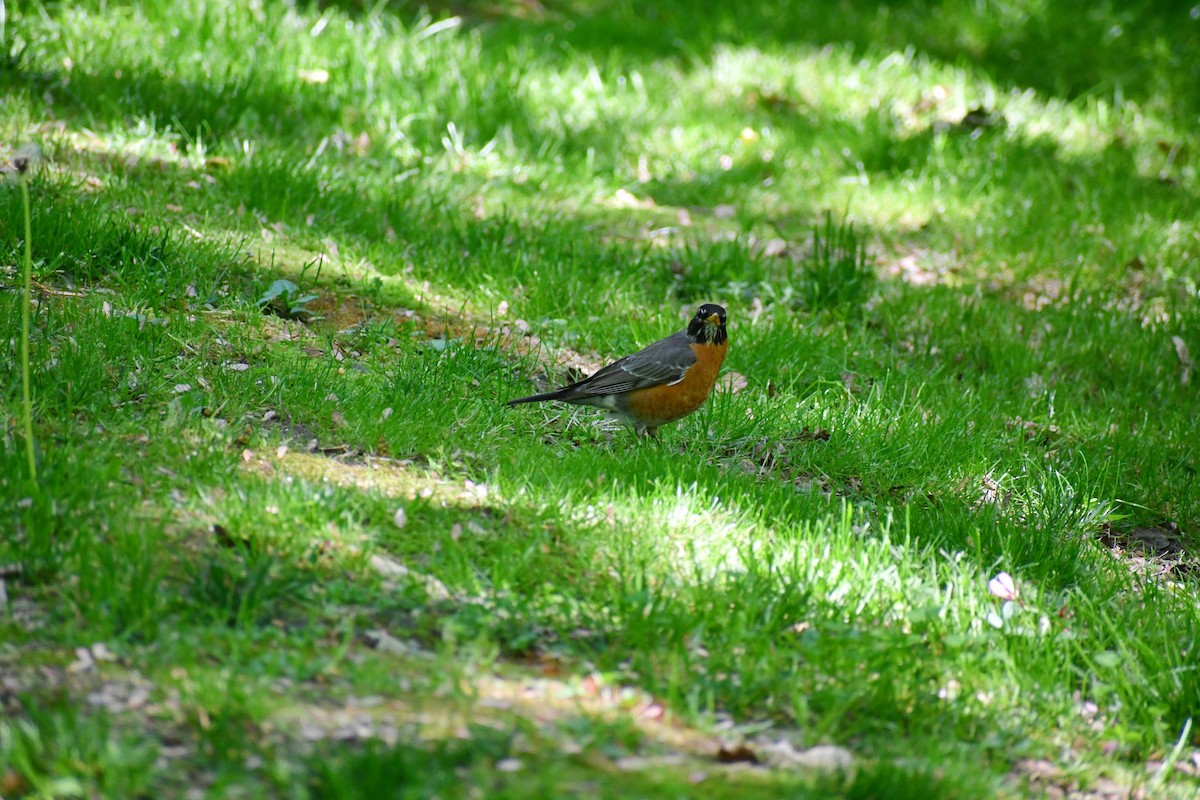 American Robin - ML340674551