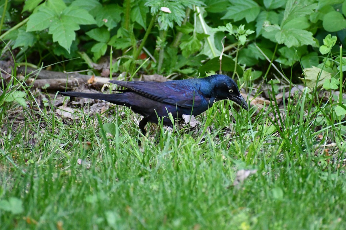 Common Grackle - ML340674581