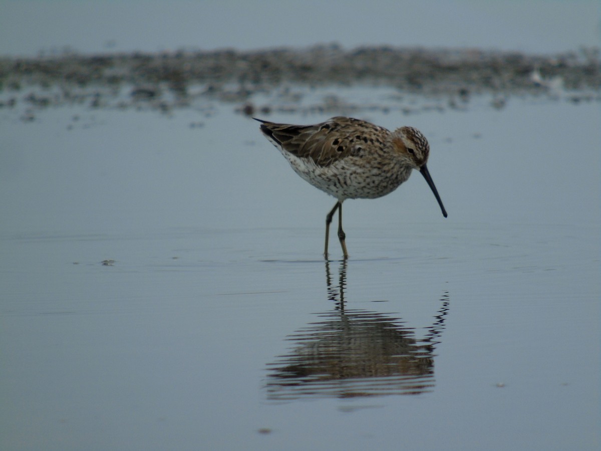 Stilt Sandpiper - ML340674631