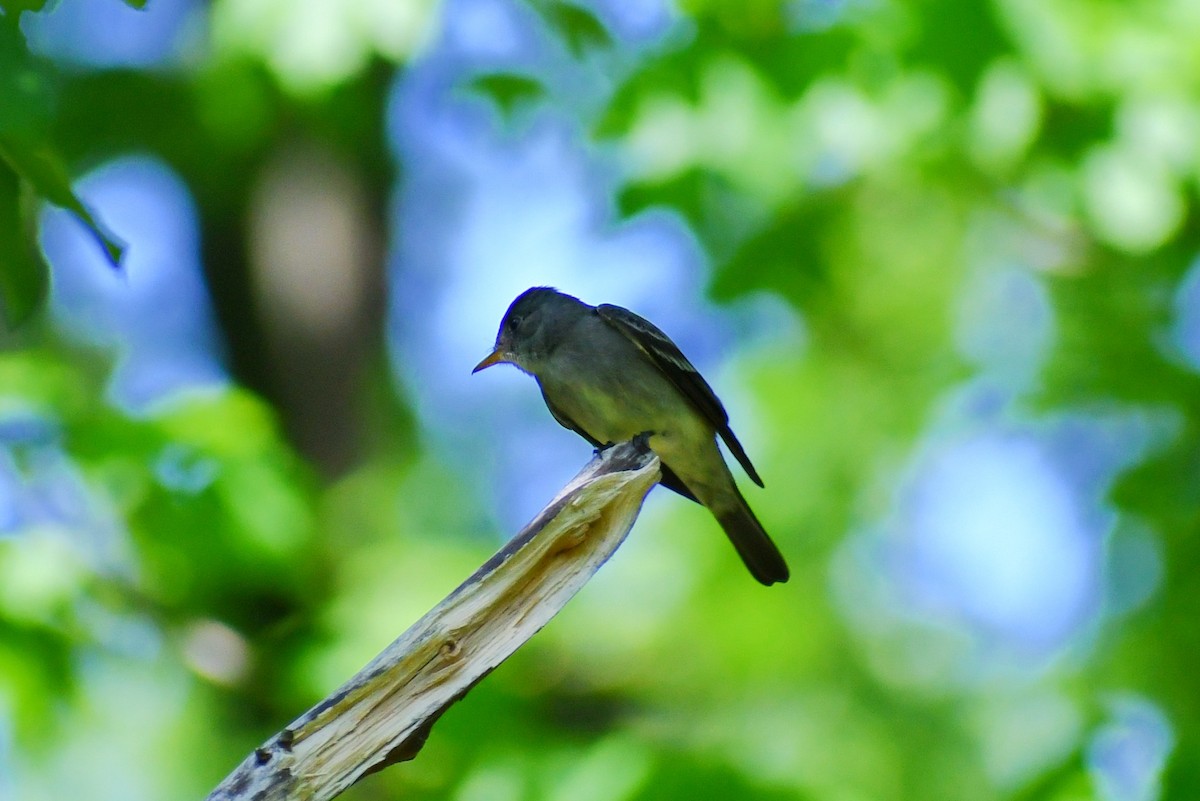 Eastern Wood-Pewee - Kevin Kelly