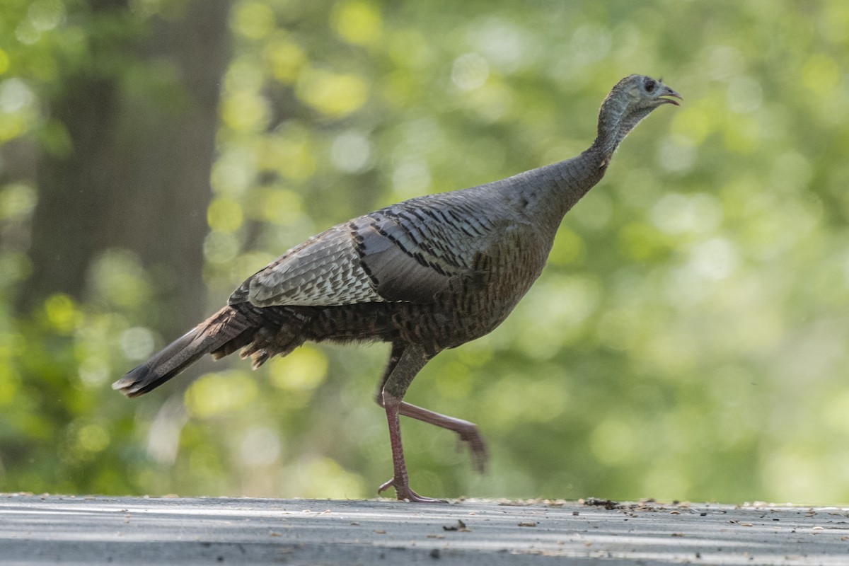 Wild Turkey - ML340675131