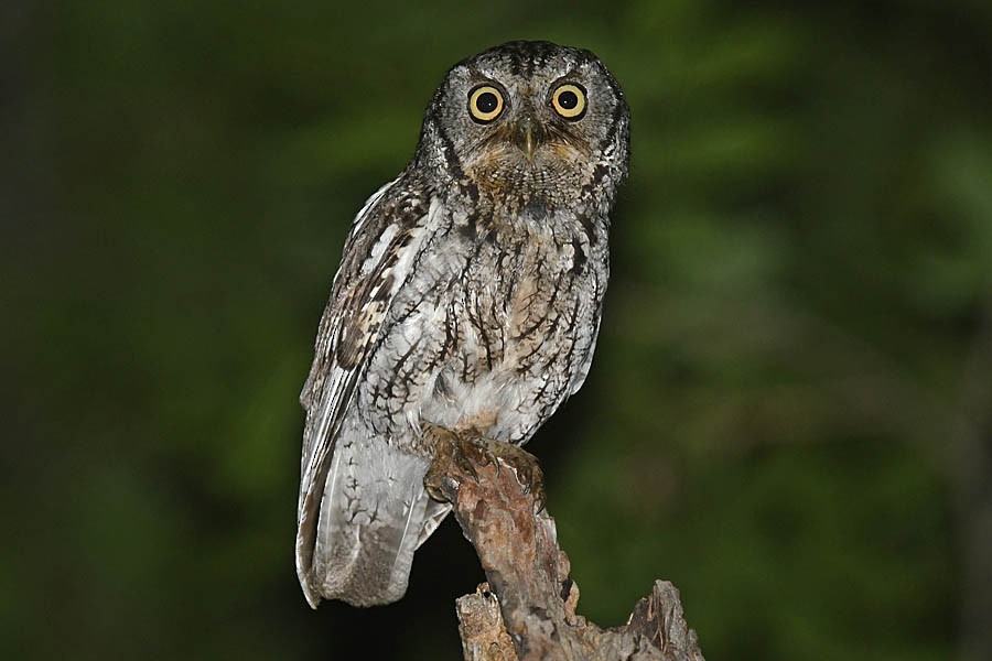 screech-owl sp. - ML340675511