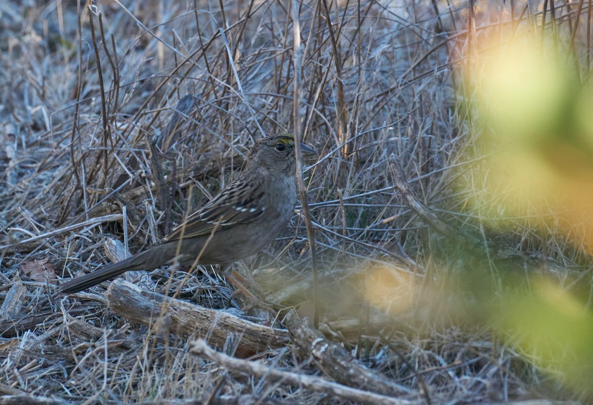 Golden-crowned Sparrow - ML340675651