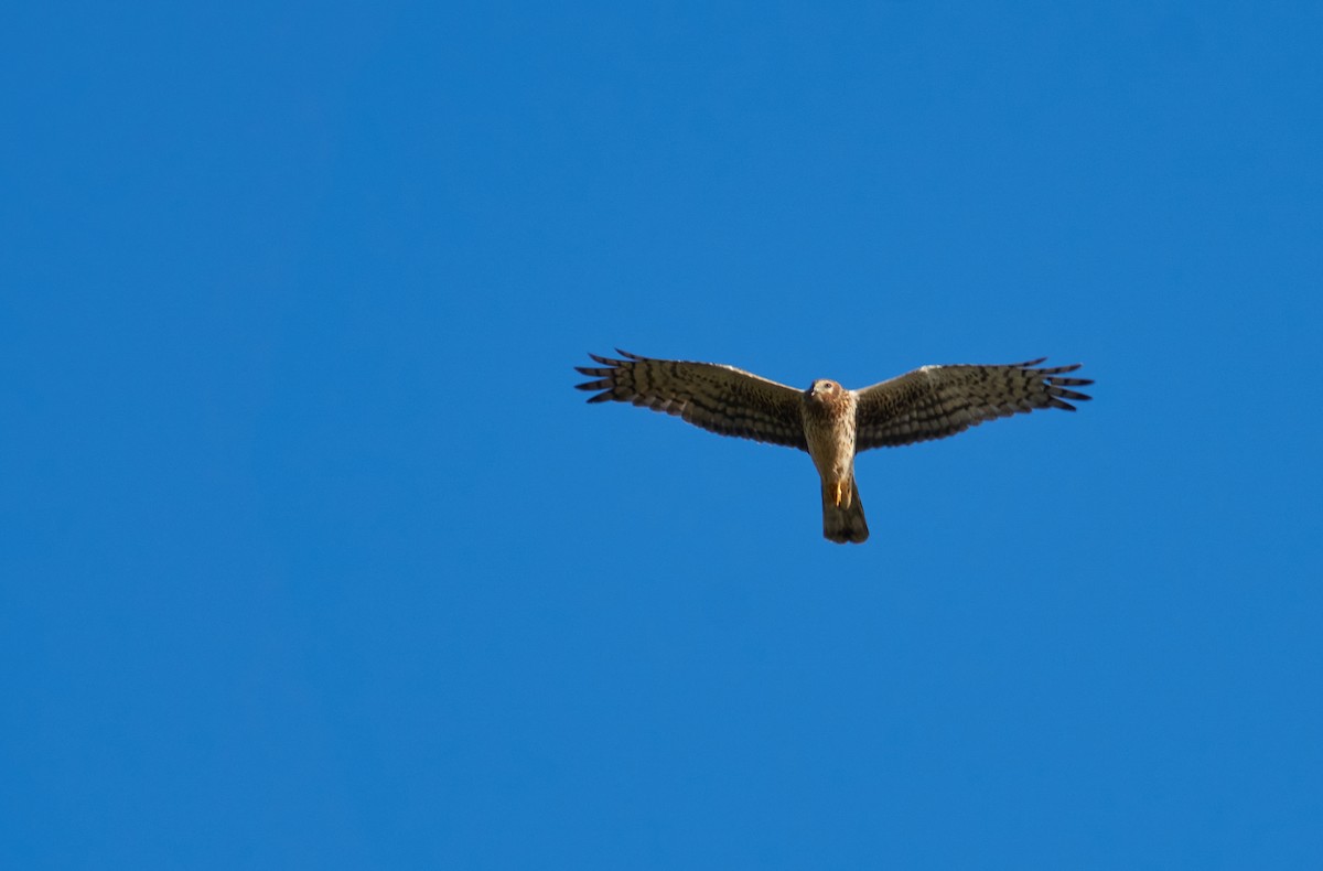 Northern Harrier - ML340676871