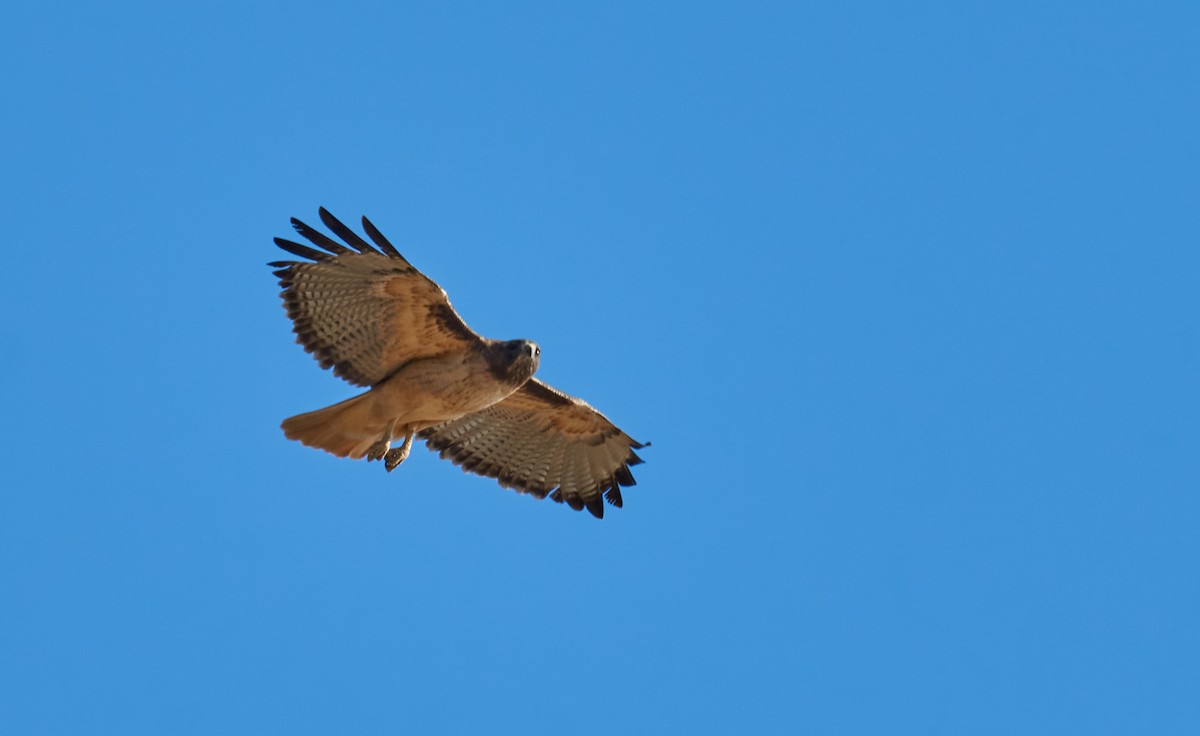 Red-tailed Hawk - ML340676921