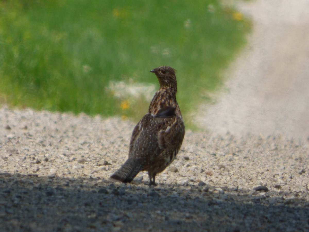 Ruffed Grouse - ML340677181