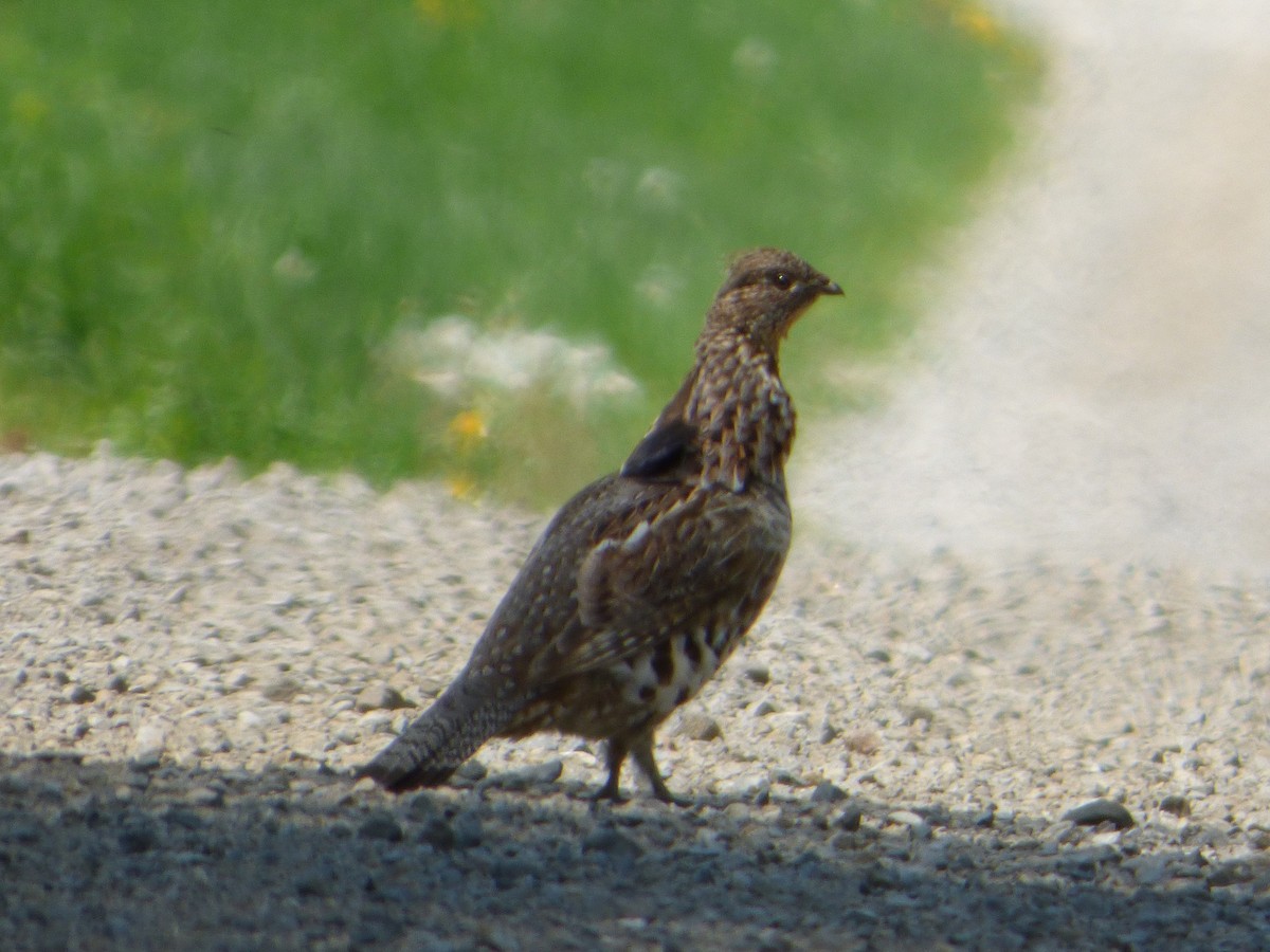 Ruffed Grouse - ML340677191