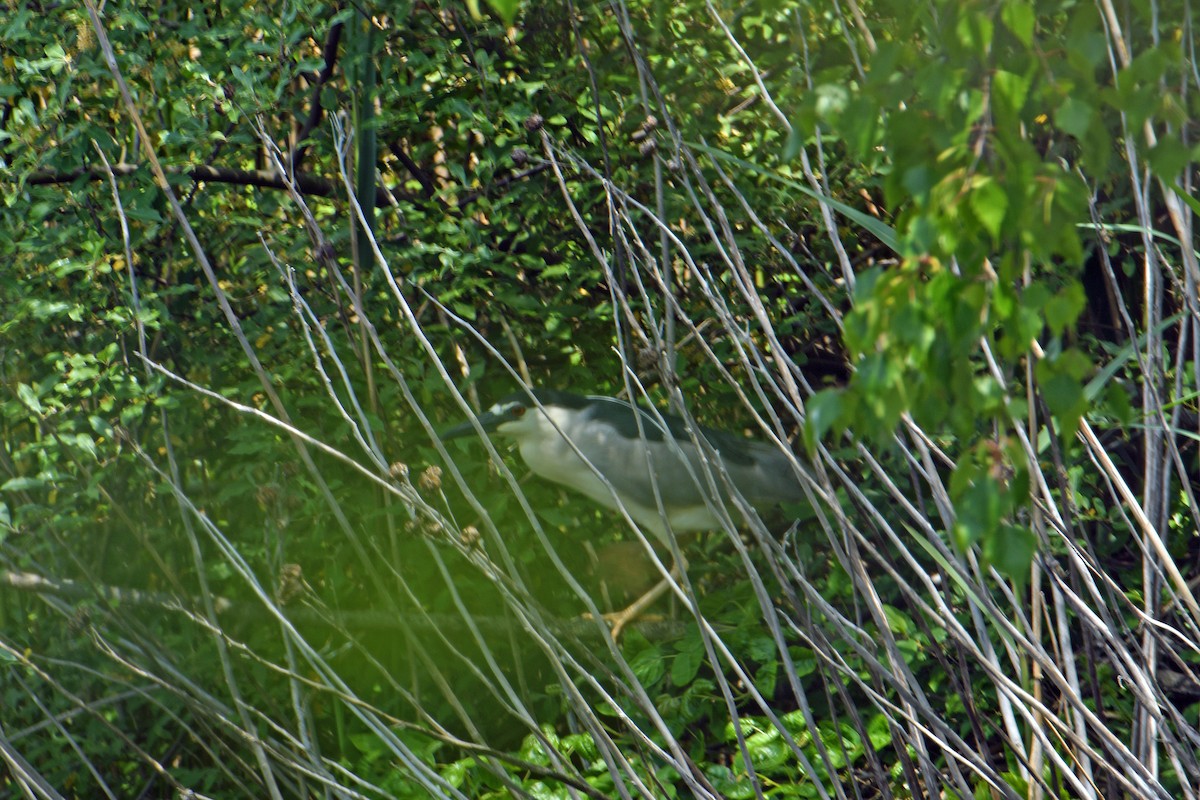 Black-crowned Night Heron - ML340677691