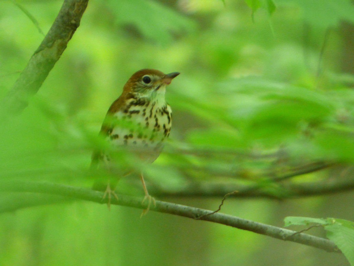 Wood Thrush - ML340678121