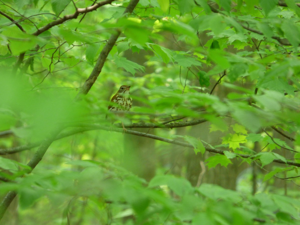 Wood Thrush - ML340678191