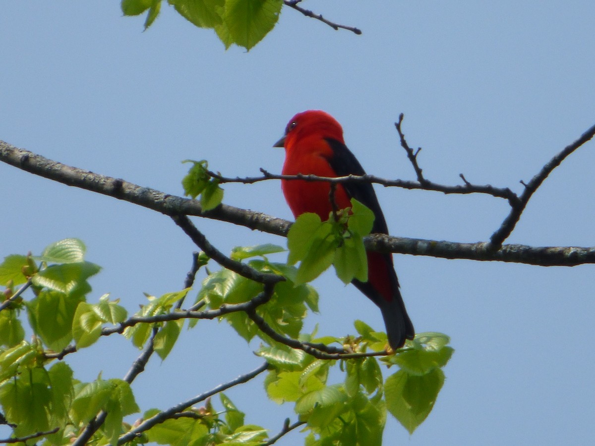 Scarlet Tanager - ML340678531