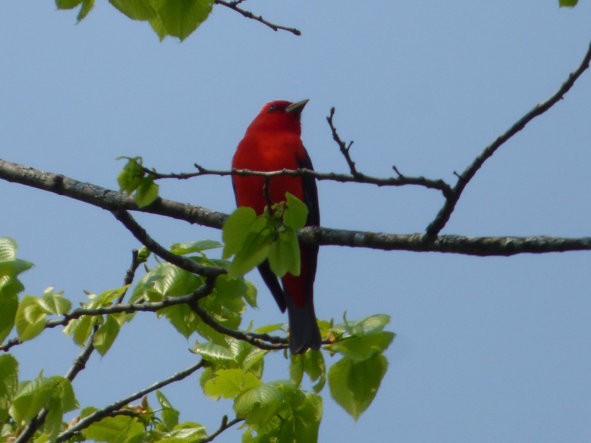 Scarlet Tanager - ML340678551