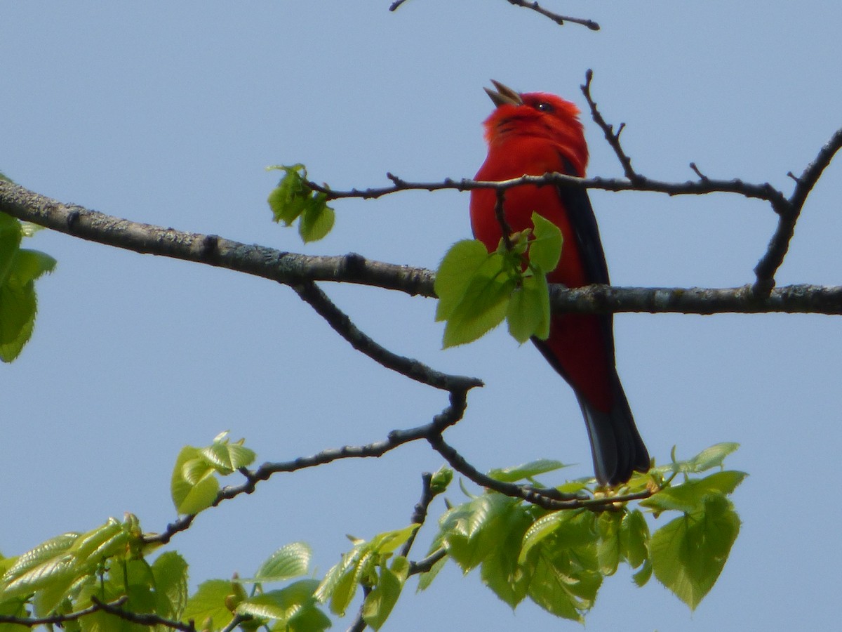 Scarlet Tanager - ML340678571