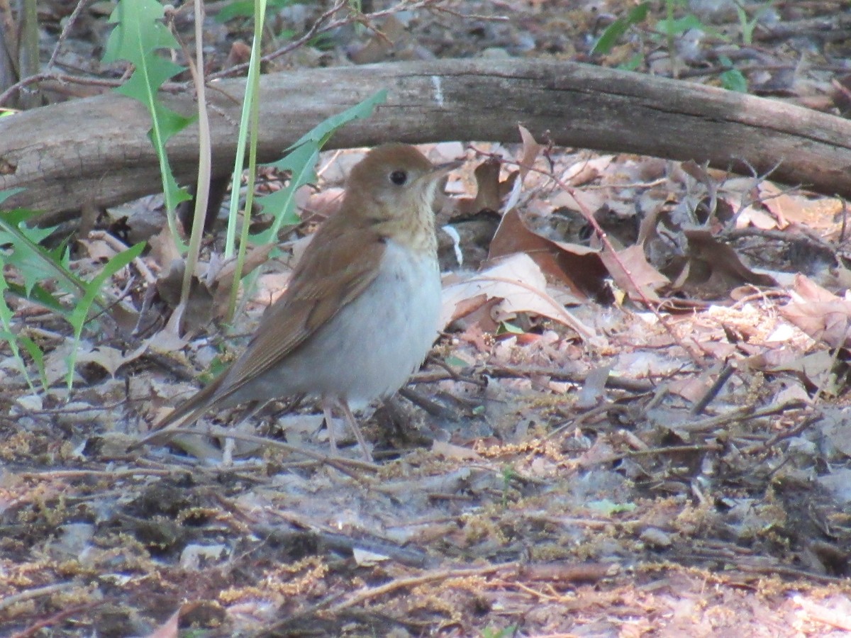 Veery - John Coyle