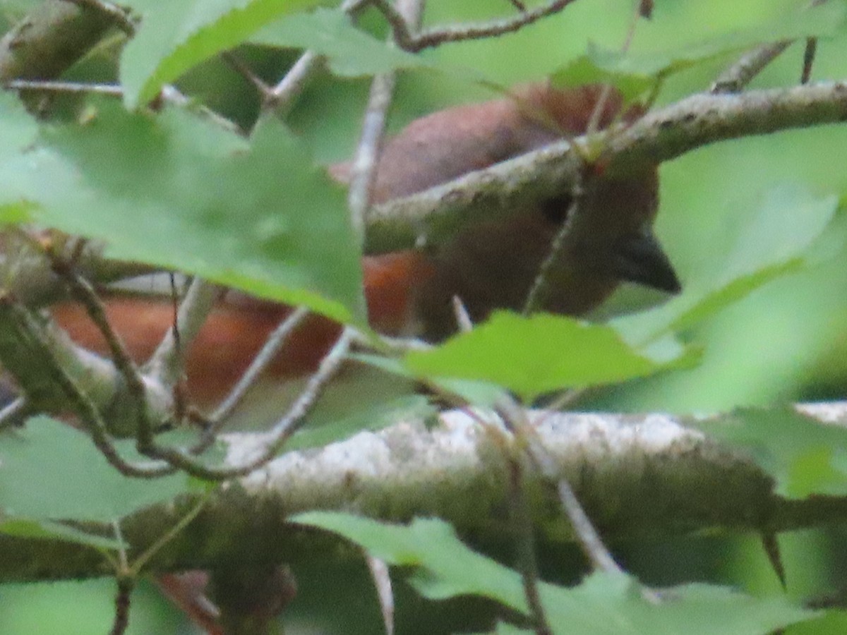 Eastern Towhee - ML340679201