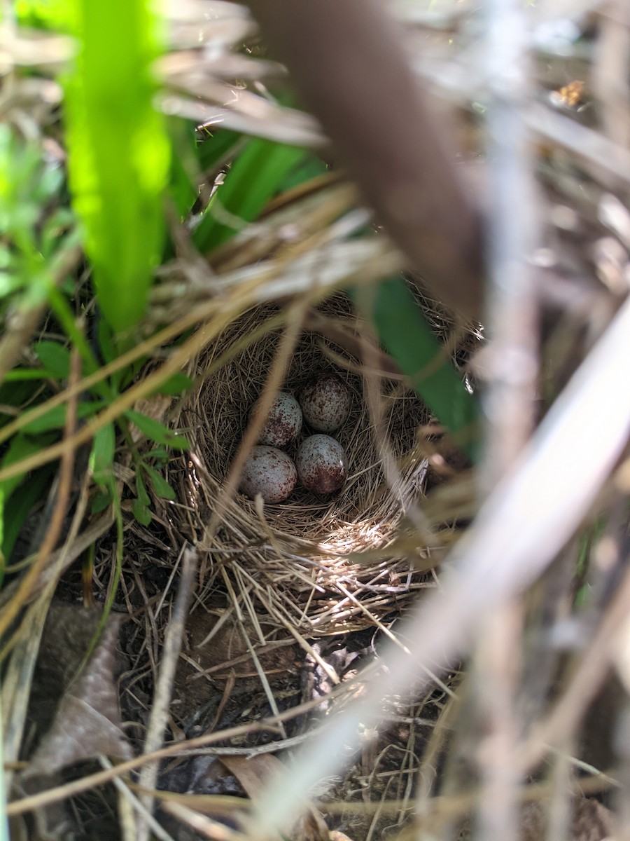 Song Sparrow (melodia/atlantica) - ML340679621