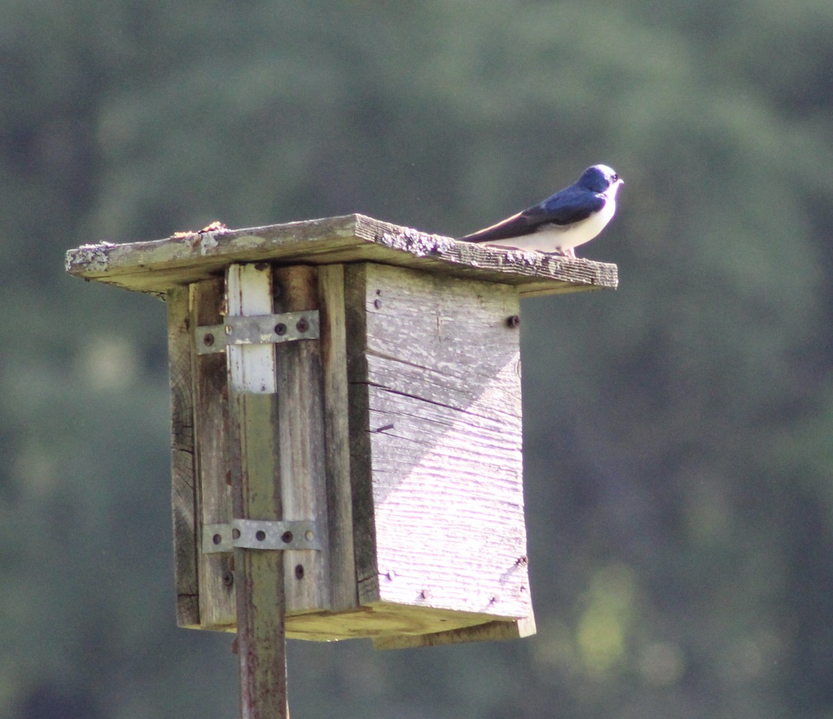 Tree Swallow - ML340679711