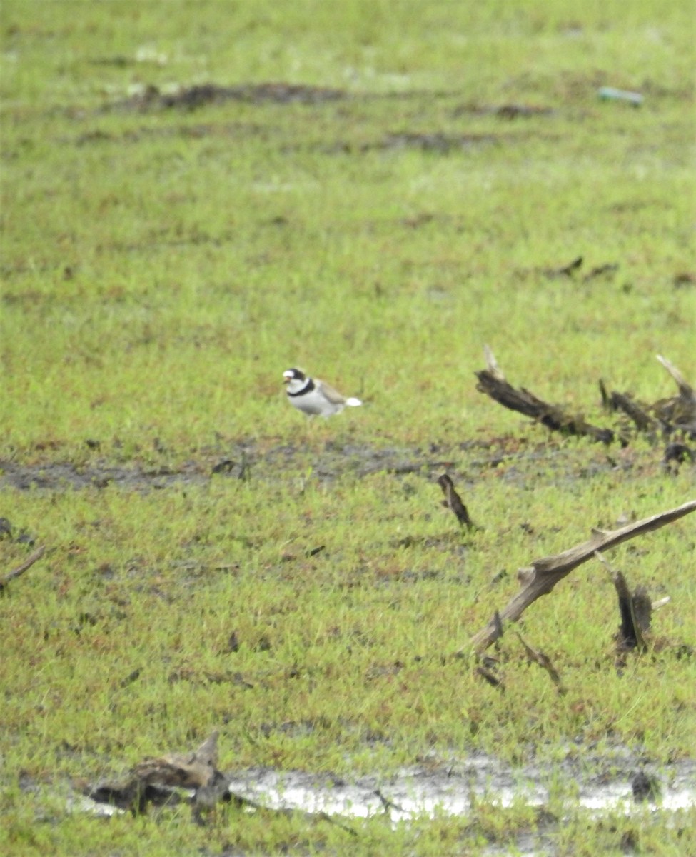 Semipalmated Plover - ML340680541