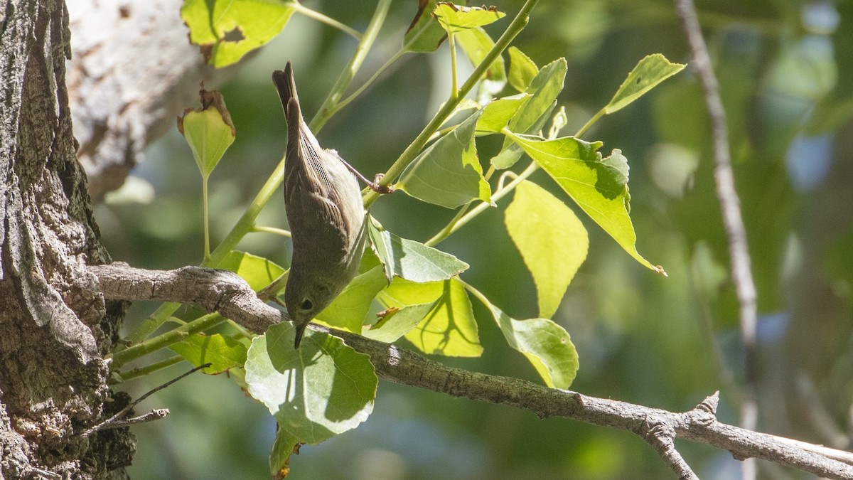 Bell's Vireo - ML340681701