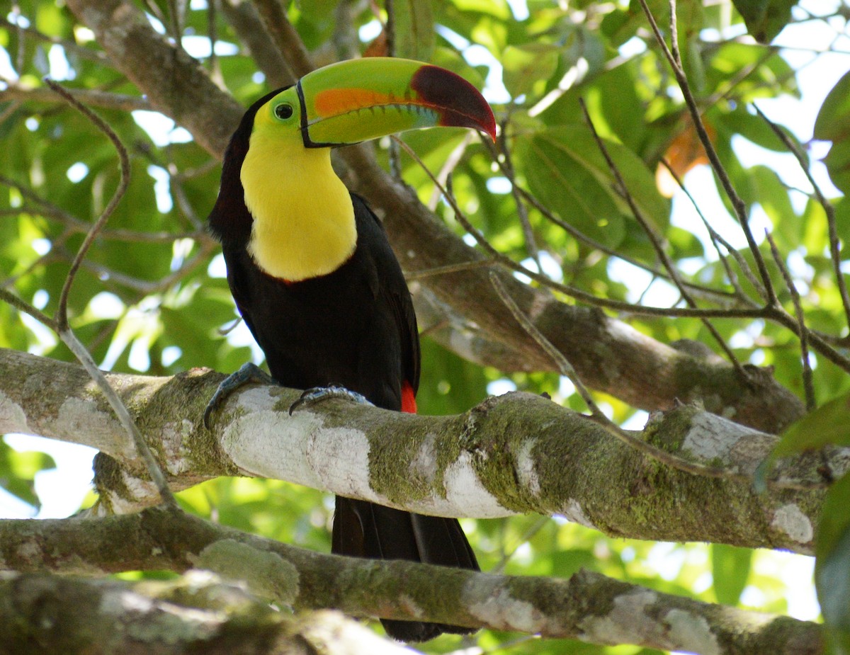 Keel-billed Toucan - ML340683661