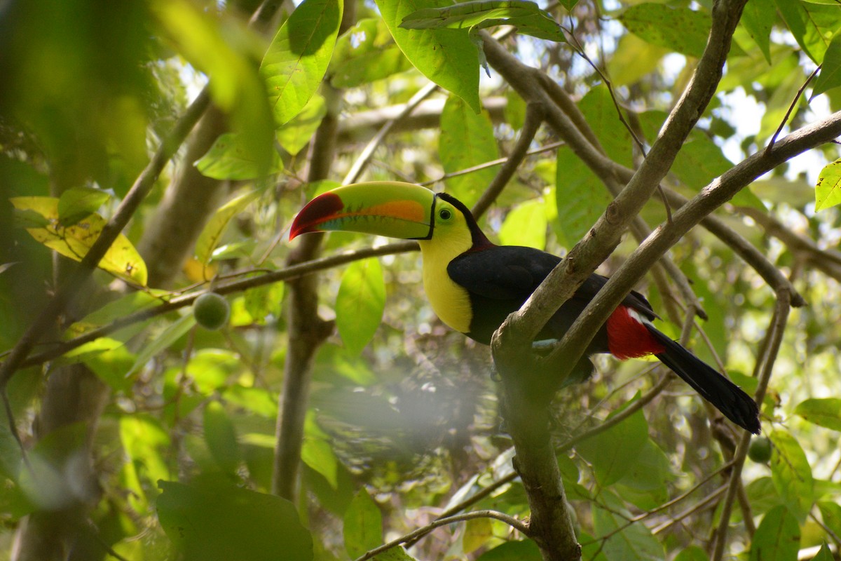 Keel-billed Toucan - ML340684341