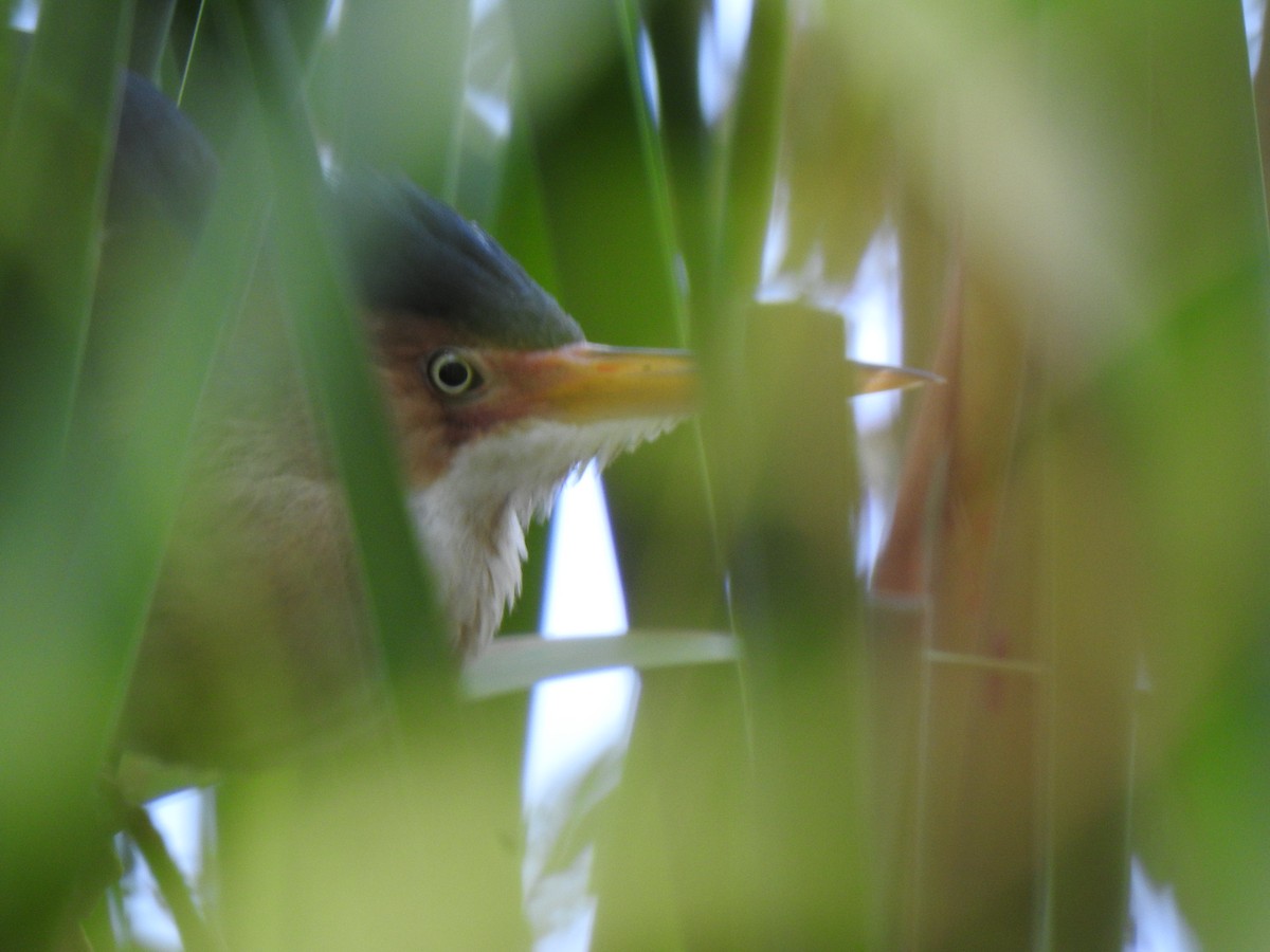 Least Bittern - Daniel Lane