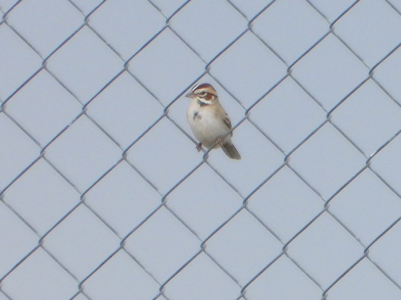 Lark Sparrow - ML340685881