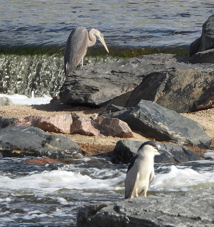 Great Blue Heron - ML340686881