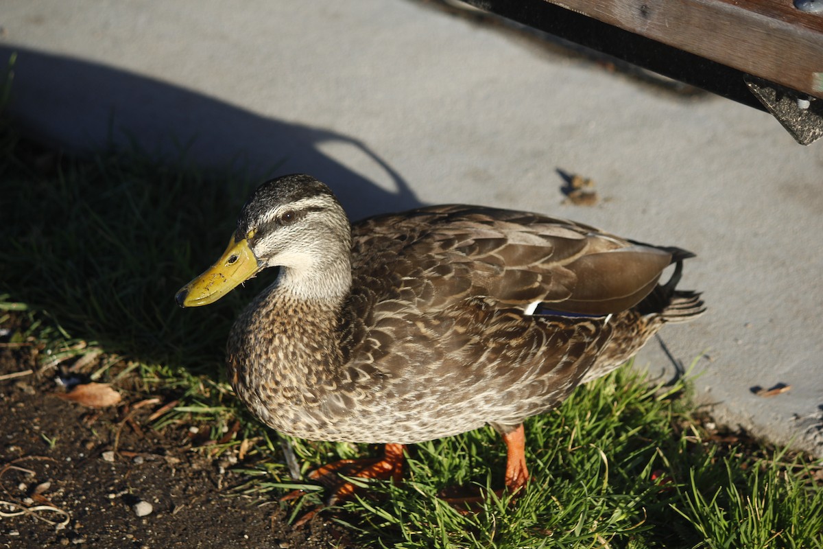 Pacific Black Duck x Mallard (hybrid) - Esme Rosen