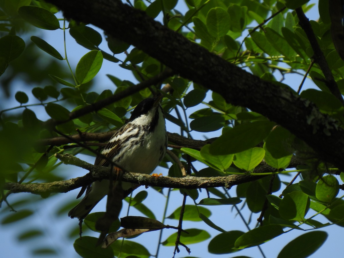 Blackpoll Warbler - ML340689071