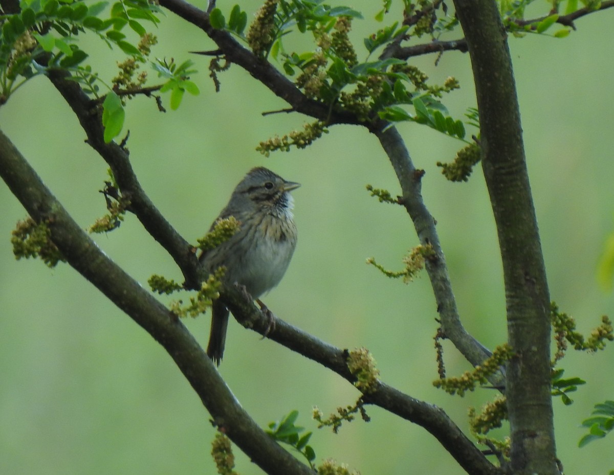 Lincoln's Sparrow - ML340689111