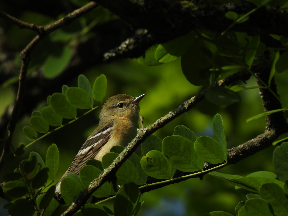 Bay-breasted Warbler - ML340689121